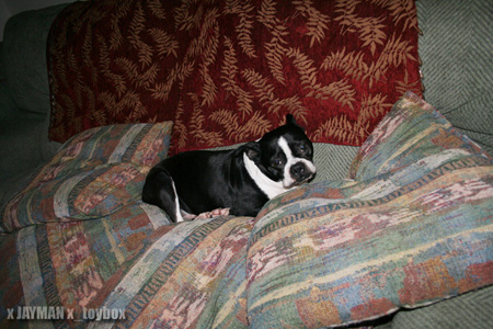 Guiness on the Couch
